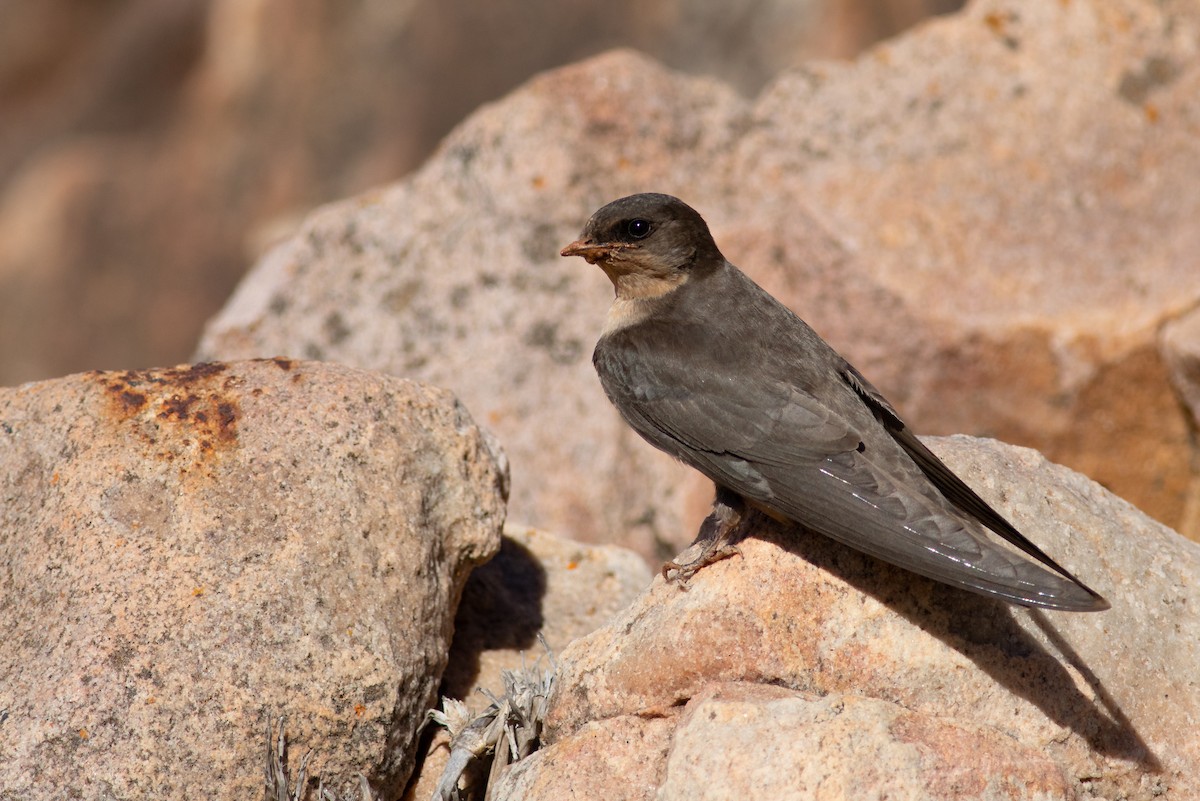 Southern Crag-Martin - Oliver Burton