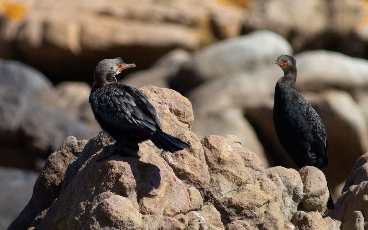 Crowned Cormorant - ML119636801