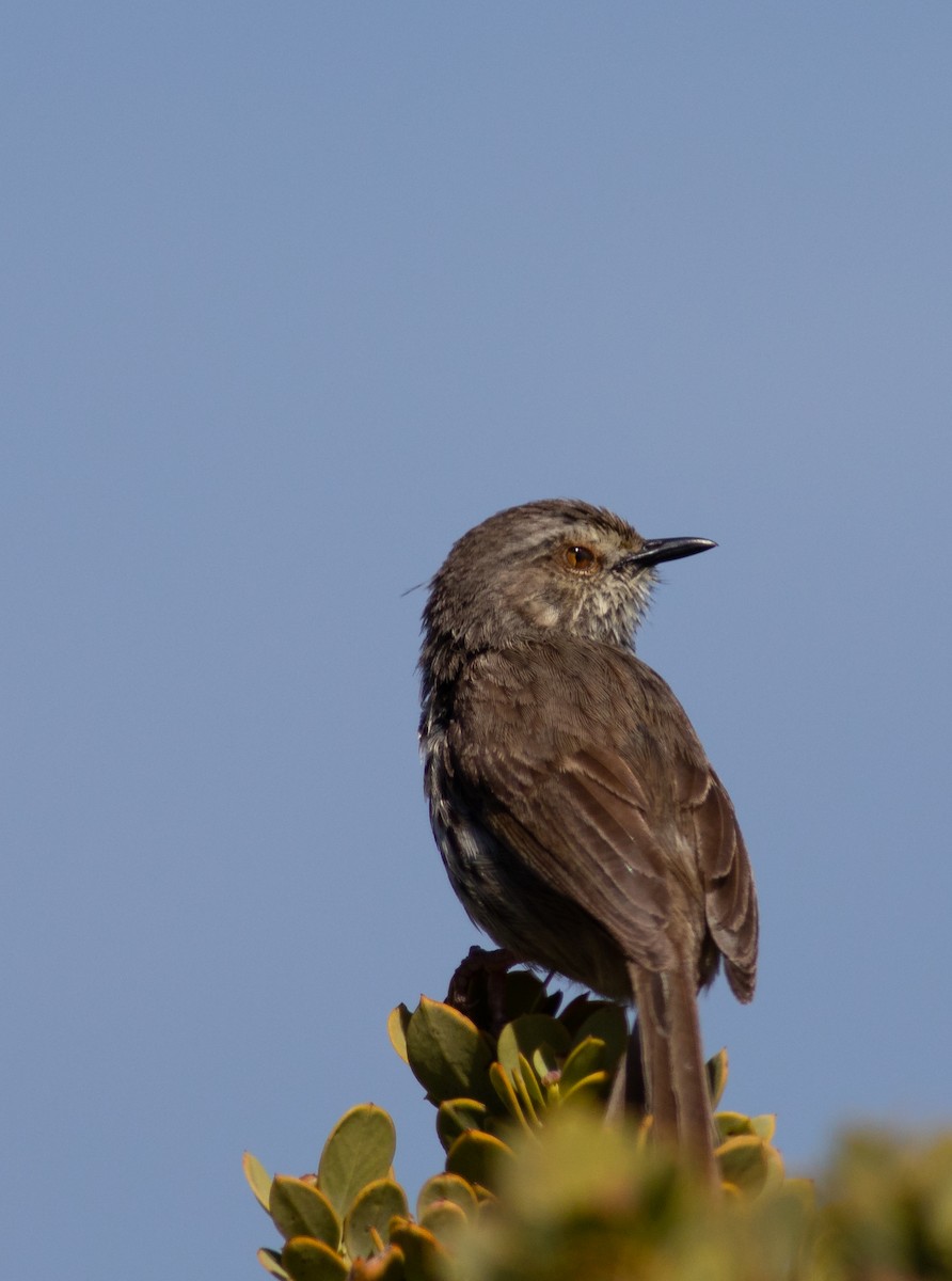 Karoo Prinia - ML119636891