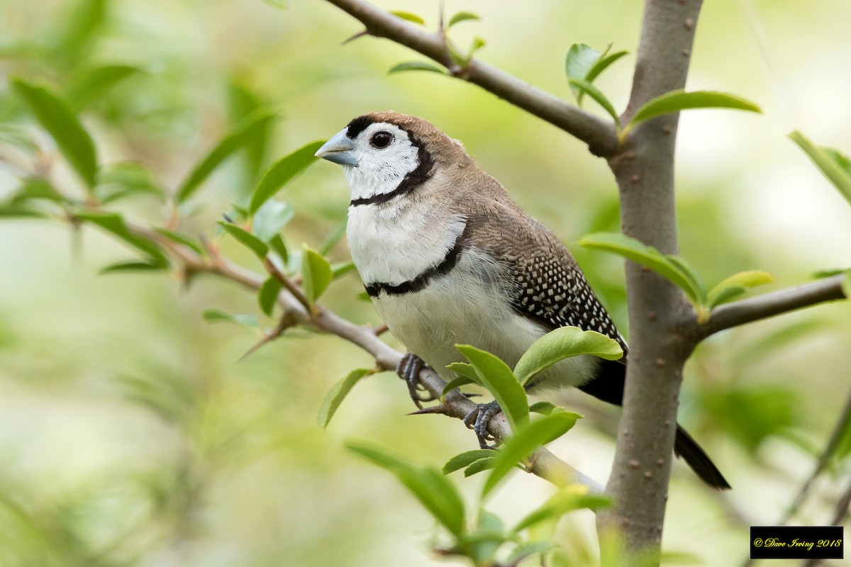 Double-barred Finch - ML119637201