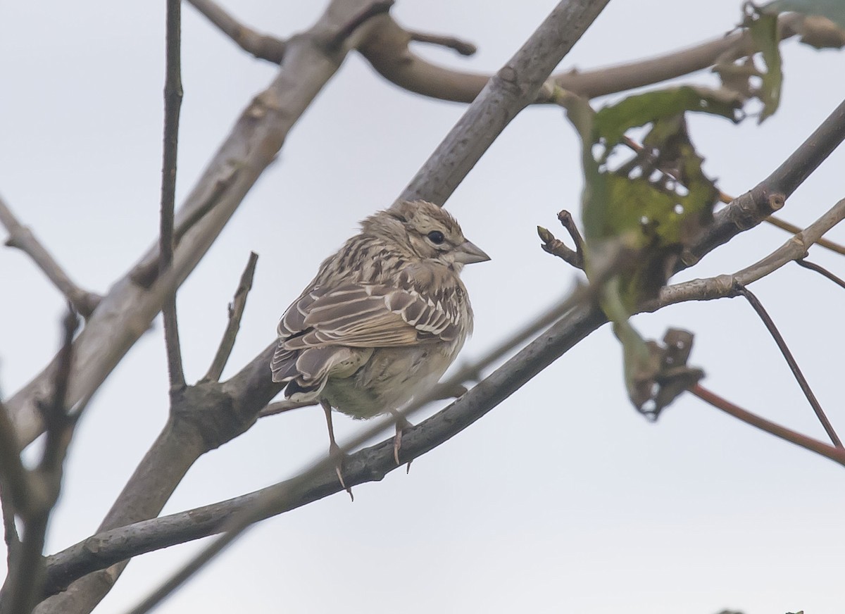 Lark Sparrow - ML119637601