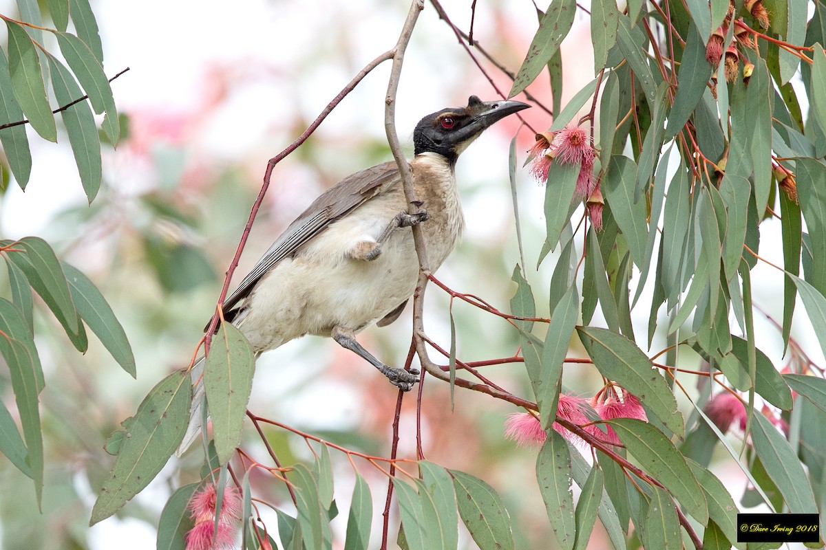 Noisy Friarbird - David Irving