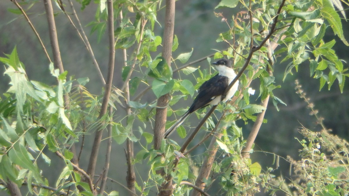 Pied Cuckoo - ML119641351