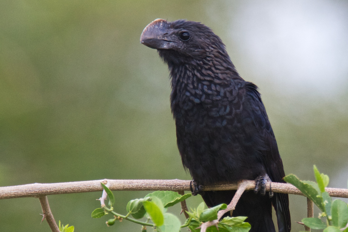 Smooth-billed Ani - Robert Tizard