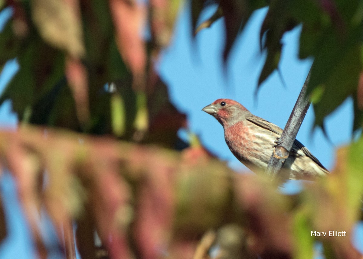 House Finch - Marvin Elliott