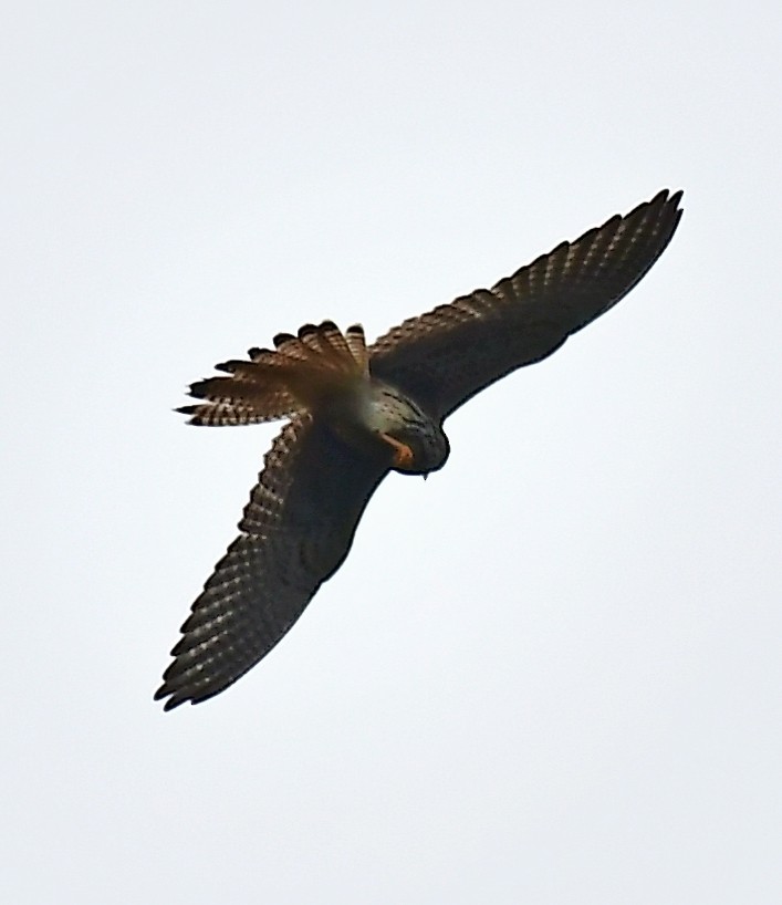 falcon sp. - ML119647921