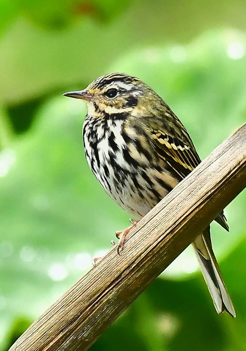 Olive-backed Pipit - ML119648761