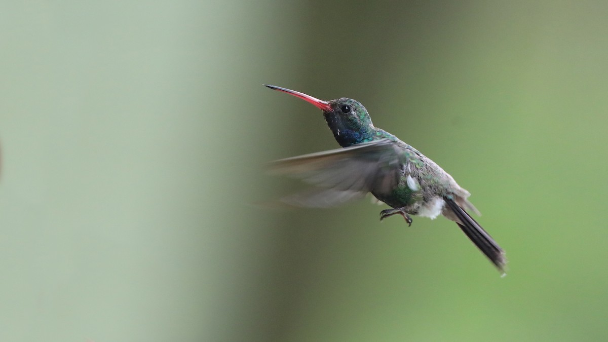 Colibrí Piquiancho Común - ML119648951