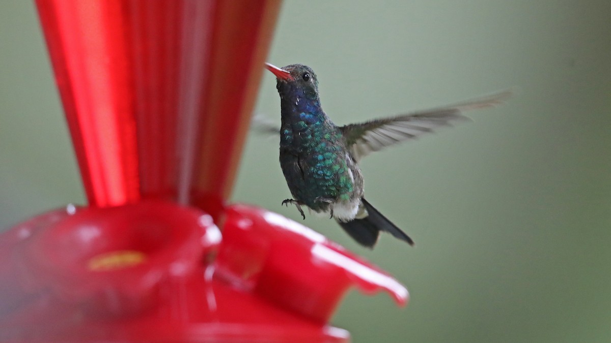 Broad-billed Hummingbird - Daniel Jauvin