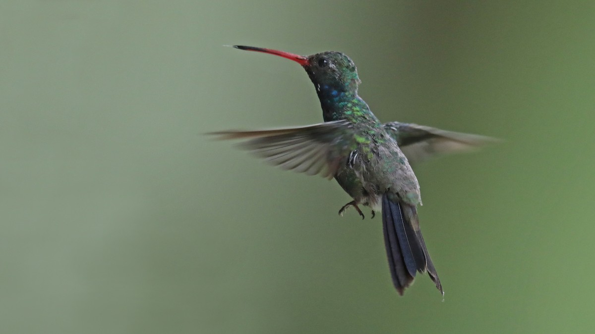 Broad-billed Hummingbird - Daniel Jauvin