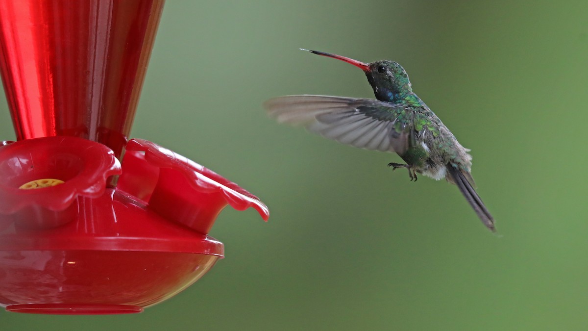 Colibrí Piquiancho Común - ML119649091