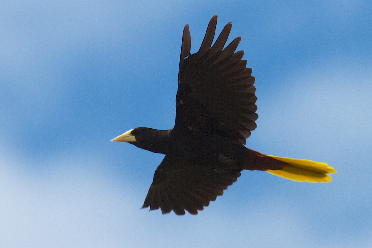 Crested Oropendola - ML119649231