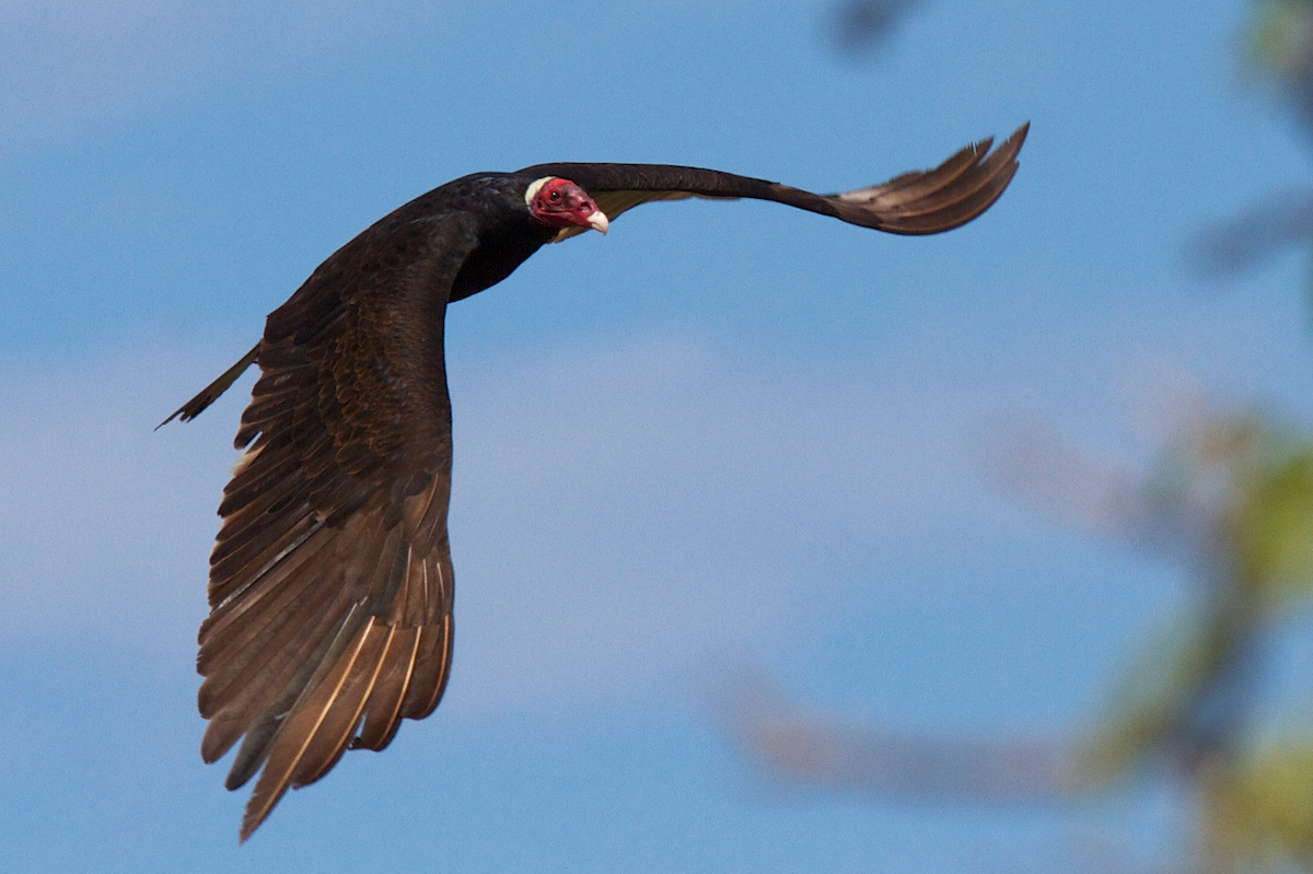 Turkey Vulture (Tropical) - ML119649401