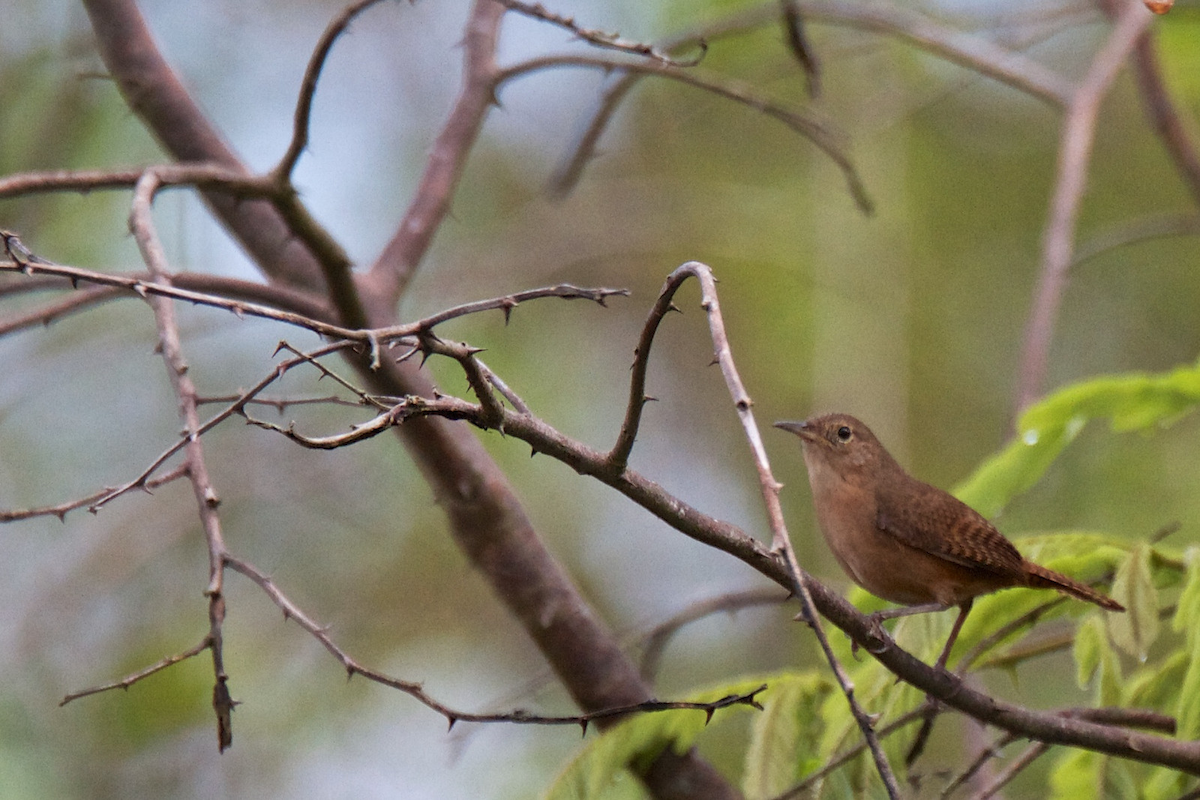 House Wren (Southern) - ML119649481