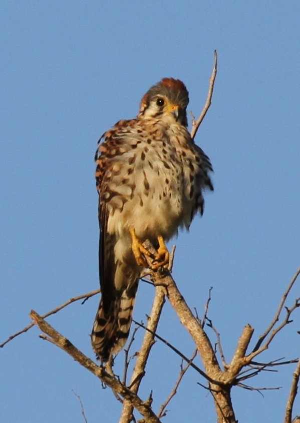 American Kestrel - Lisa Yntema