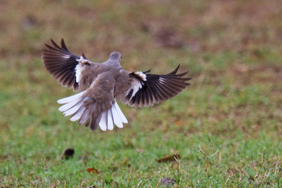 Picui Ground Dove - ML119649511