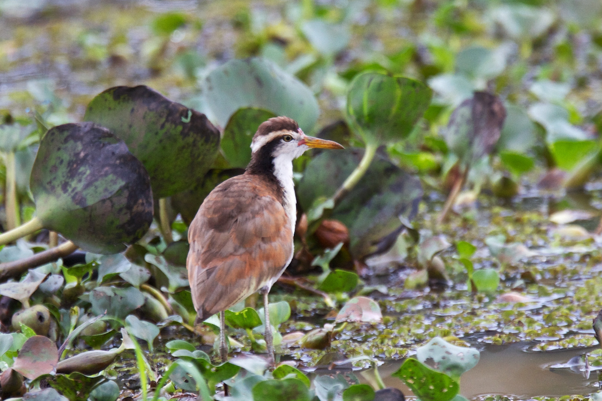 Wattled Jacana - ML119649551