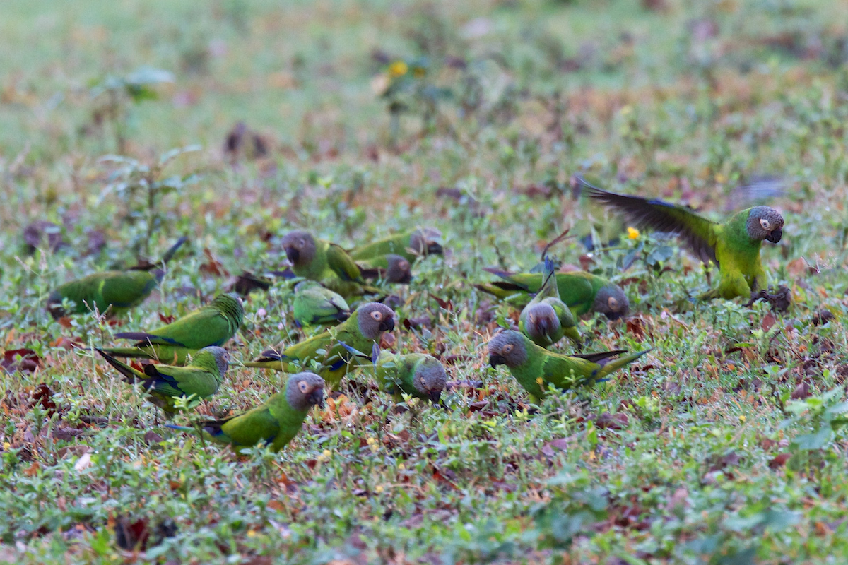 Dusky-headed Parakeet - ML119649581