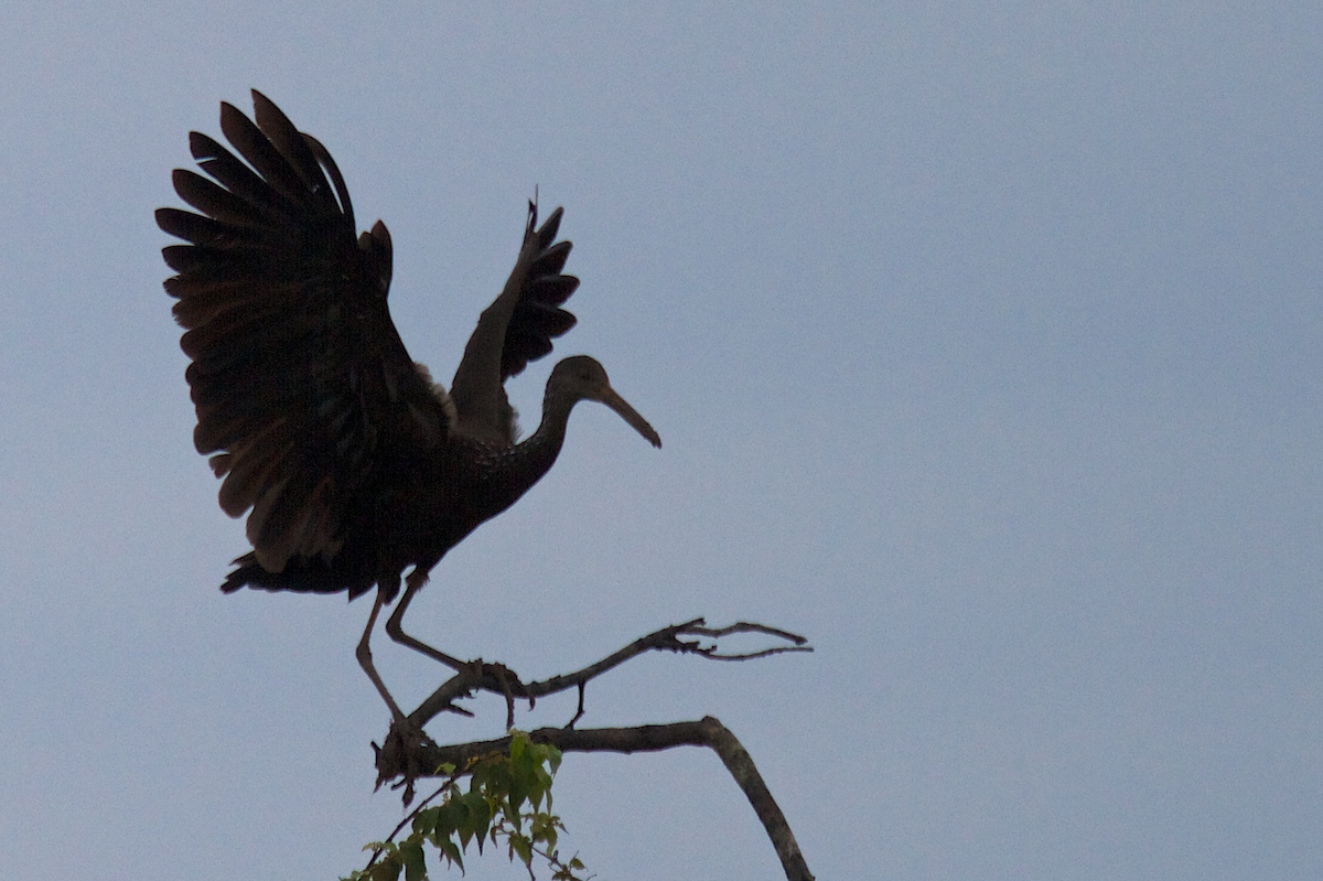 Limpkin - ML119649611