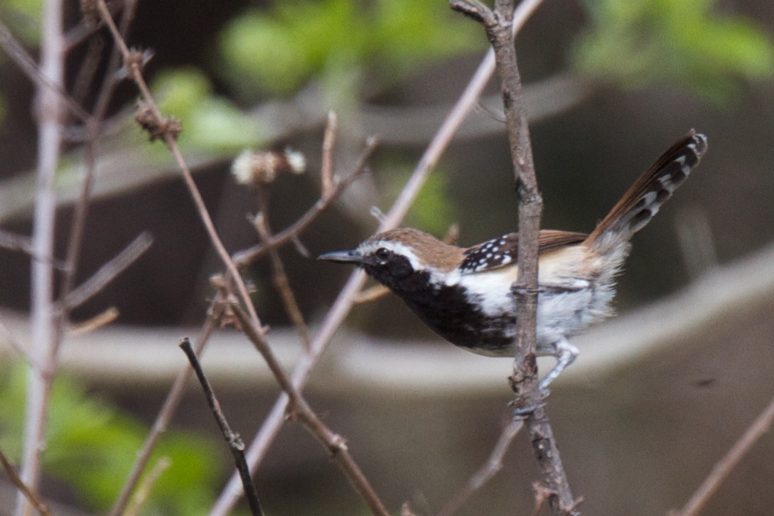 Rusty-backed Antwren - ML119649651