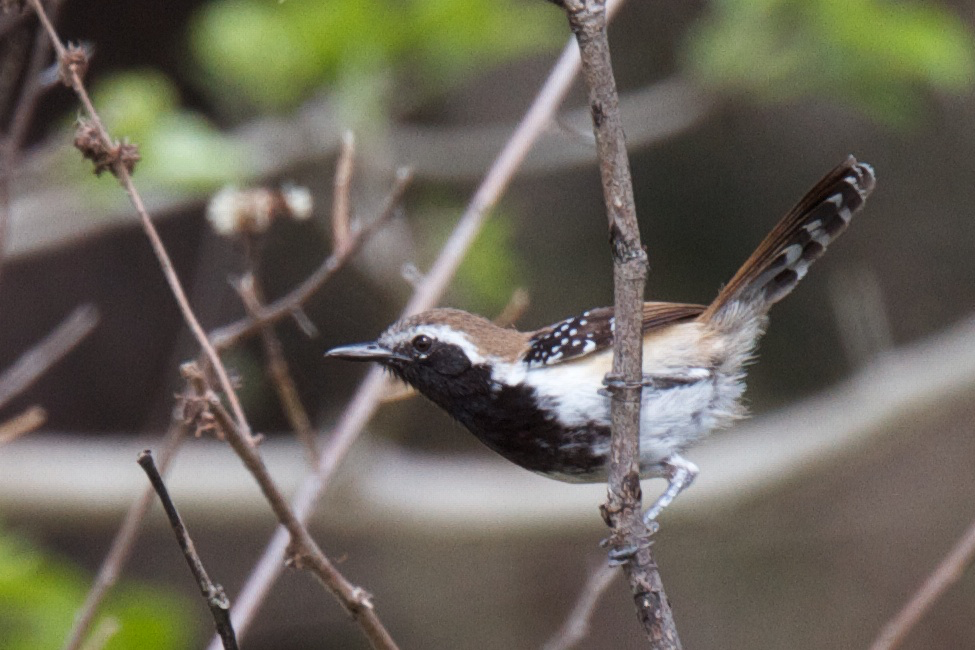 Rusty-backed Antwren - ML119649661