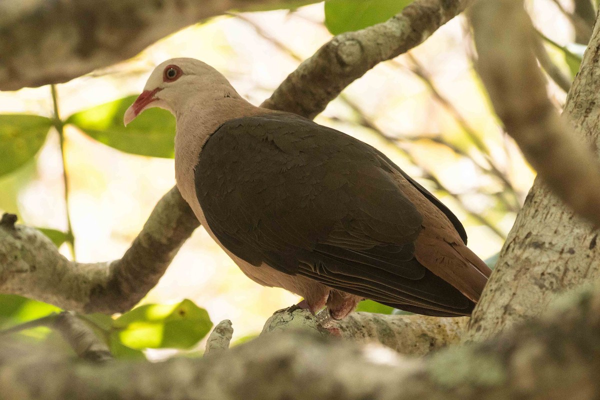 Pink Pigeon - ML119649831