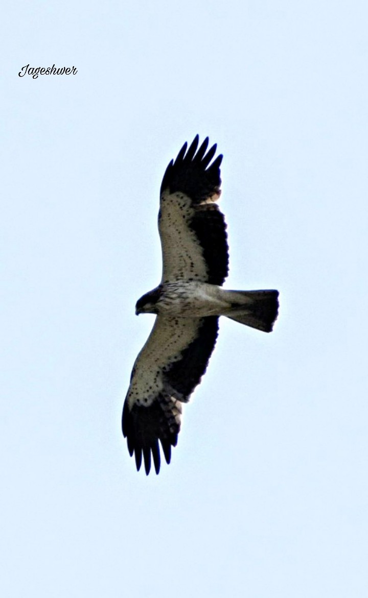 Aquila minore - ML119649971