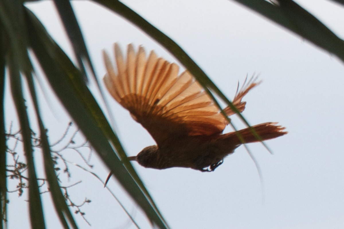 Red-billed Scythebill - Robert Tizard