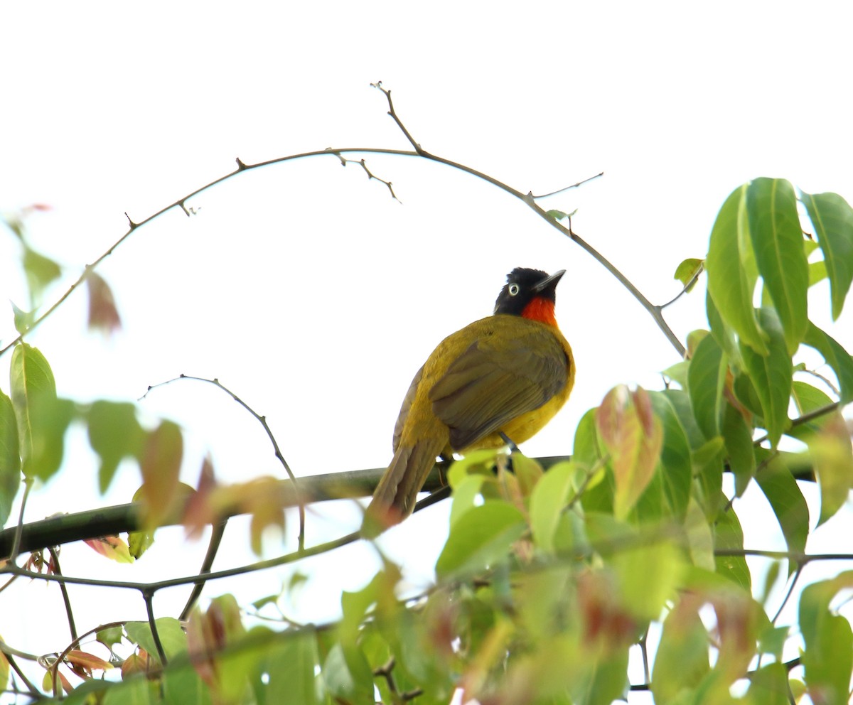 Flame-throated Bulbul - ML119650591