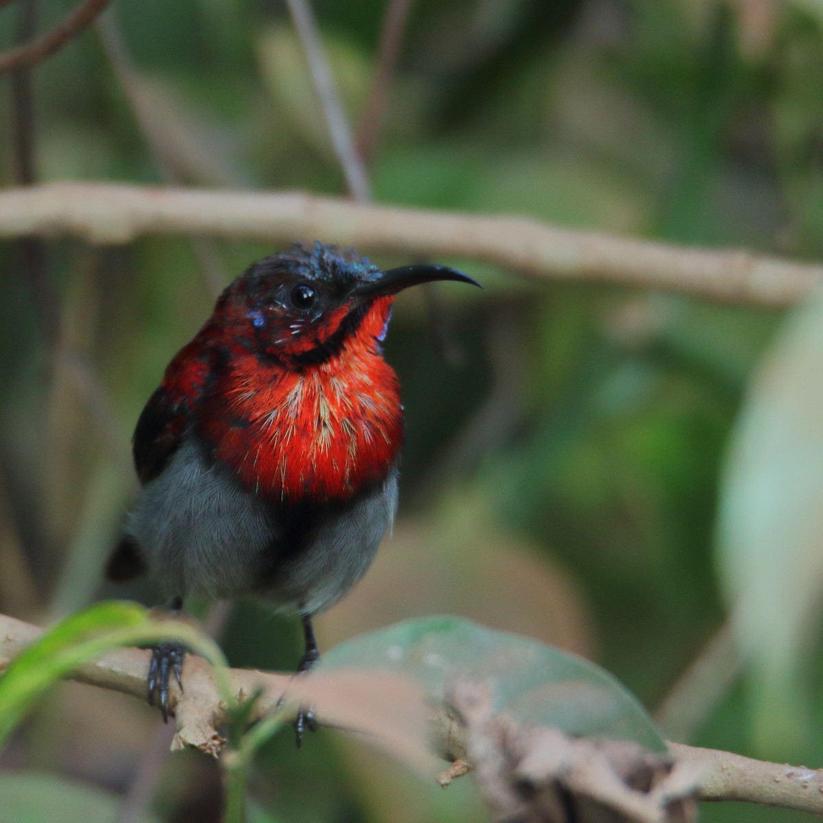 Vigors's Sunbird - ML119651151