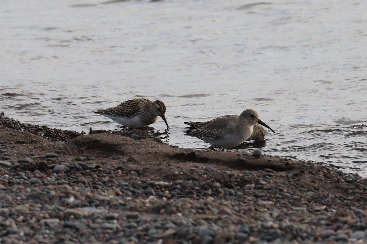 Pectoral Sandpiper - ML119651471