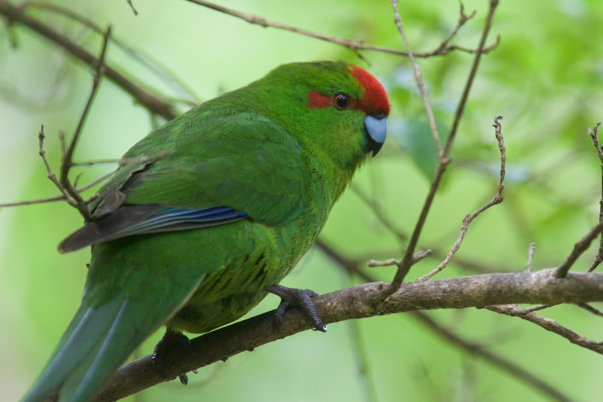 Red-crowned Parakeet - Robert Tizard