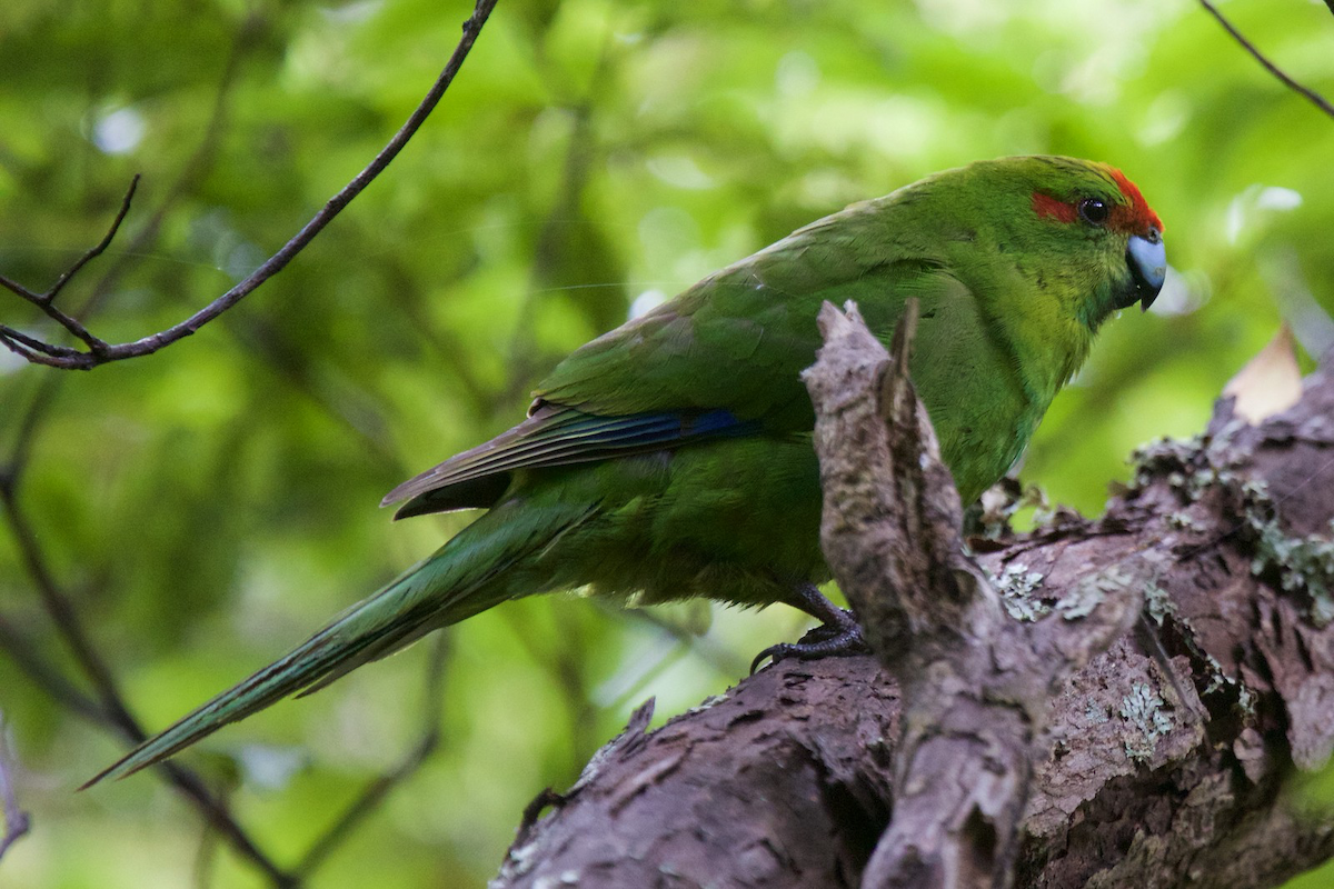 Red-crowned Parakeet - Robert Tizard