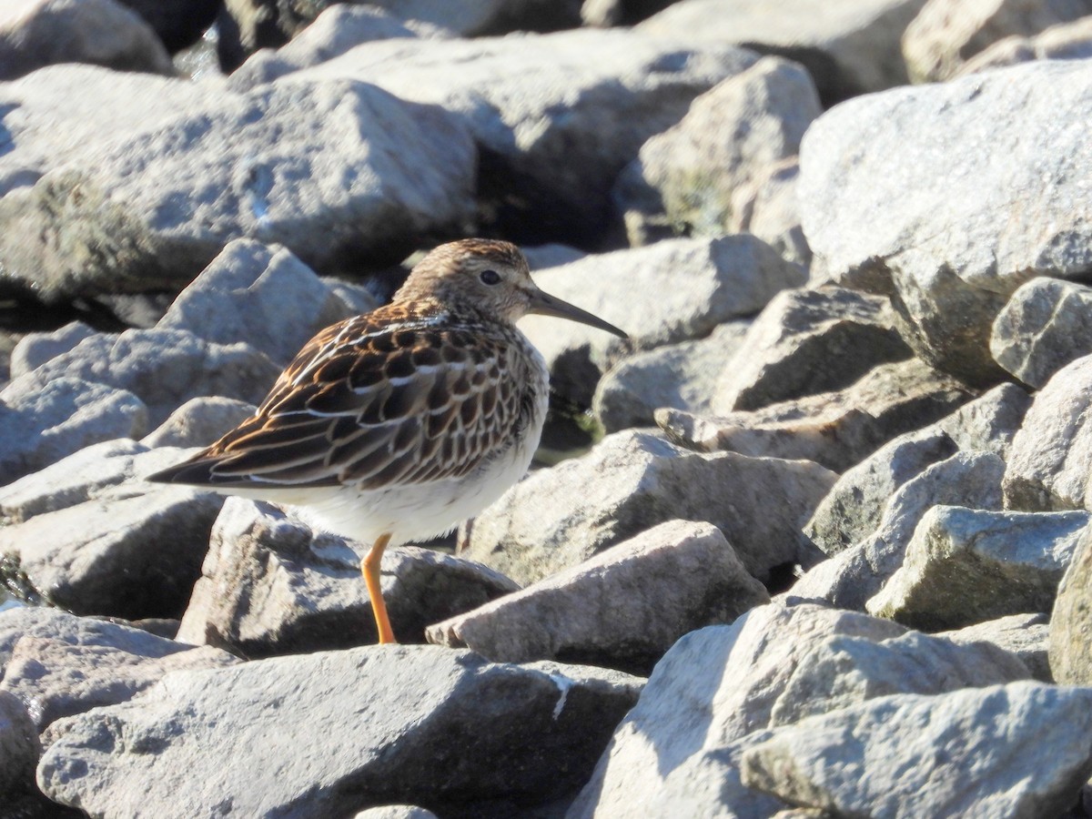 Pectoral Sandpiper - Nicole St-Amant