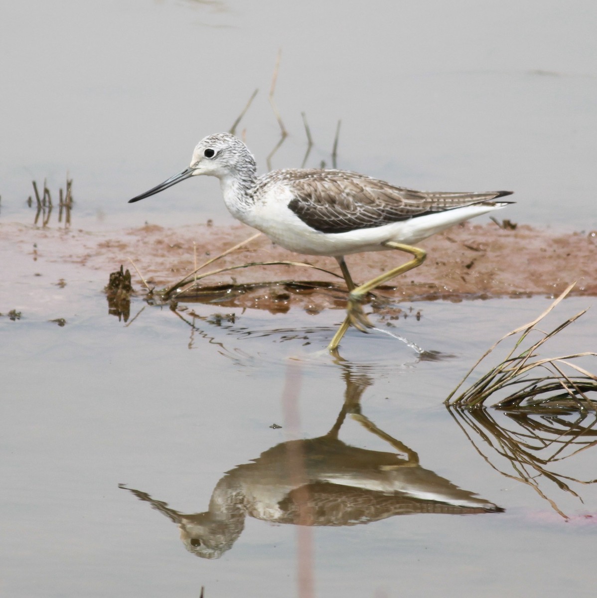 Common Greenshank - Sharmila Pillai