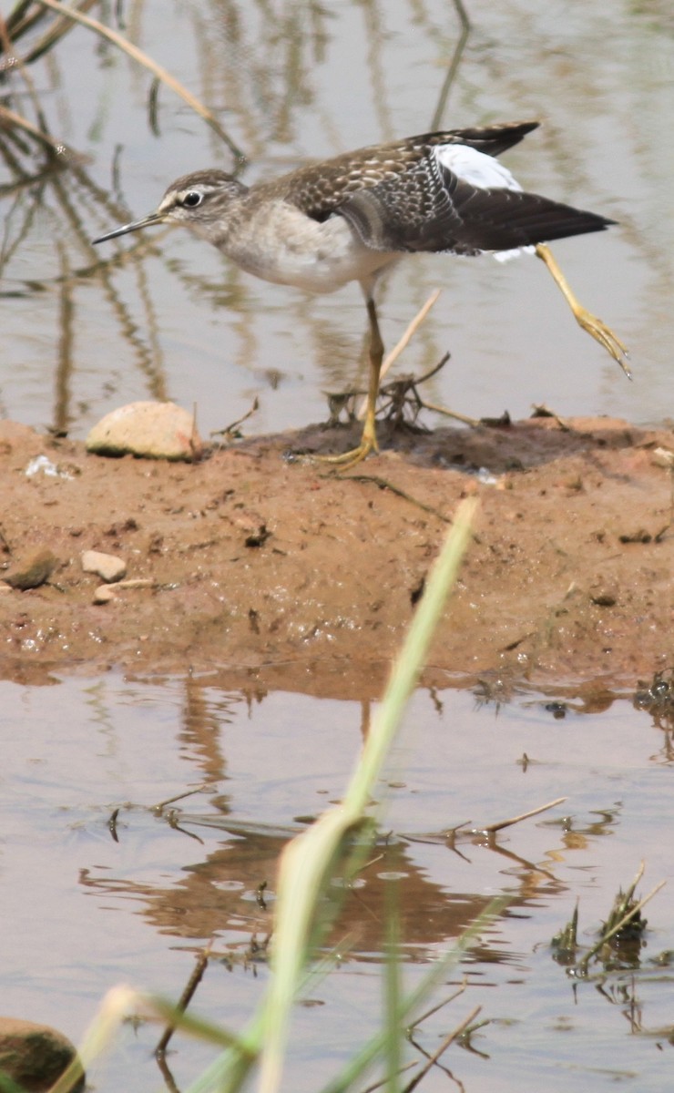 Wood Sandpiper - Sharmila Pillai