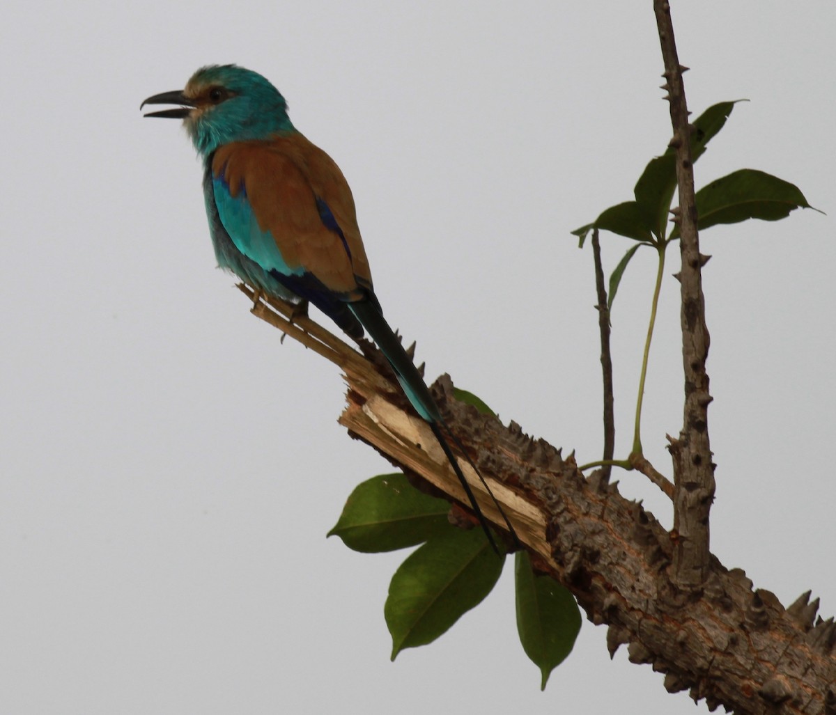 Abyssinian Roller - ML119656181