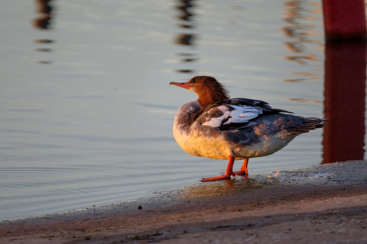 Common Merganser - ML119659161