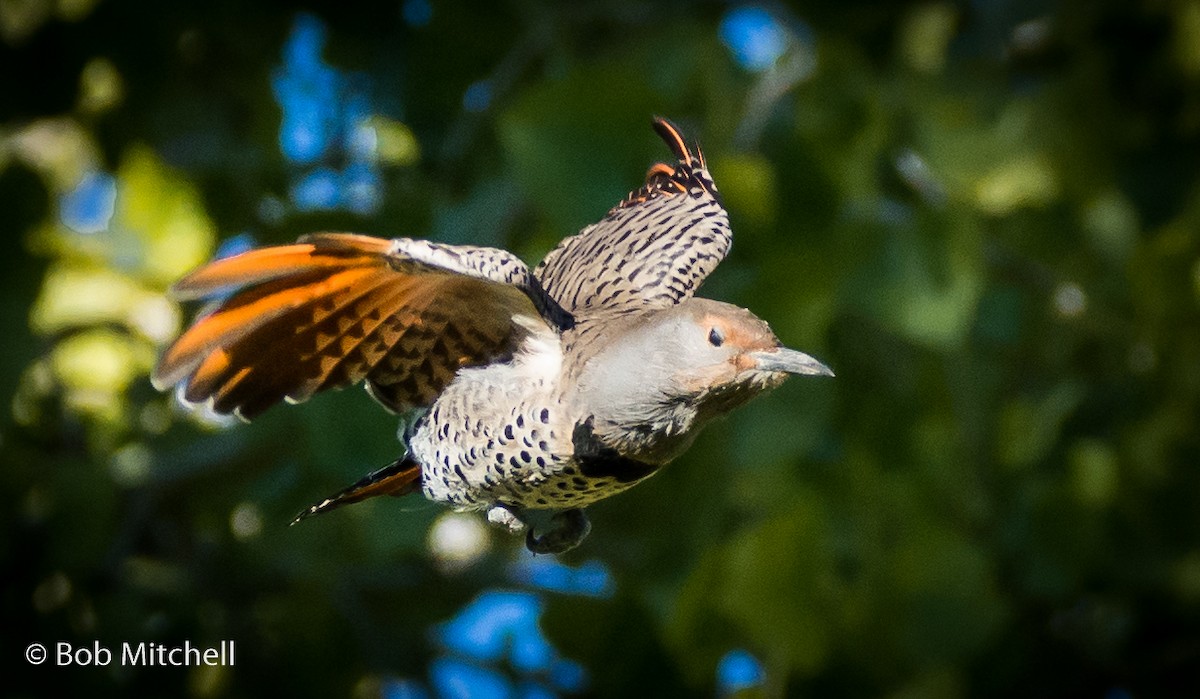 Northern Flicker - ML119659391