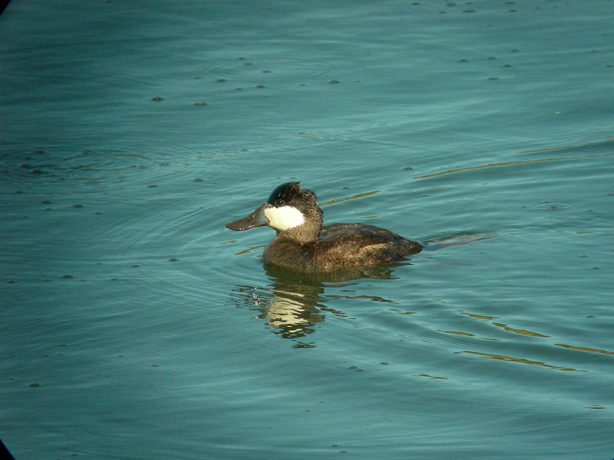 Ruddy Duck - ML119661411