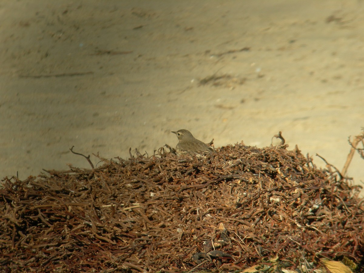 American Pipit - ML119661521