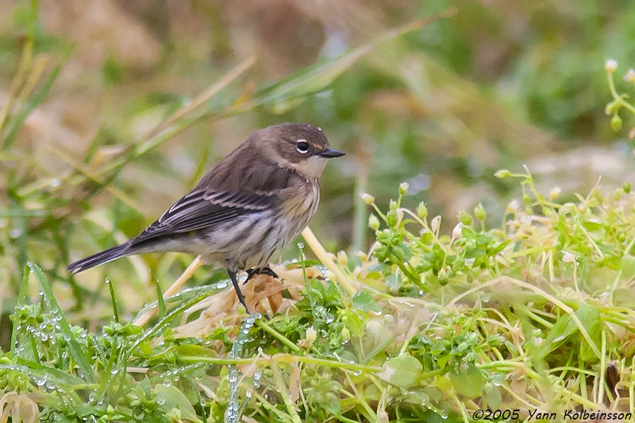 Yellow-rumped Warbler (Myrtle) - ML119662621