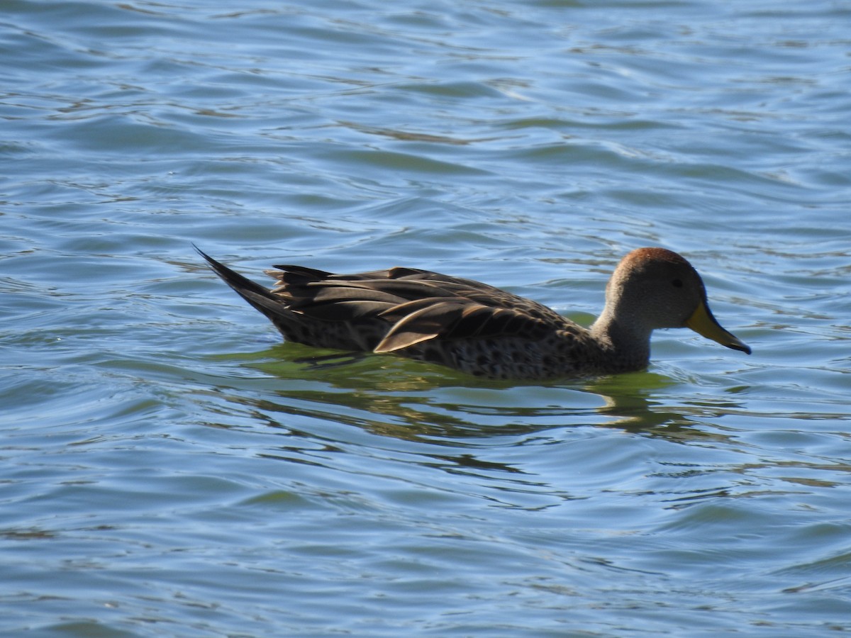 Yellow-billed Pintail - ML119662921