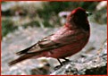 Tibetan Rosefinch - ML119664051