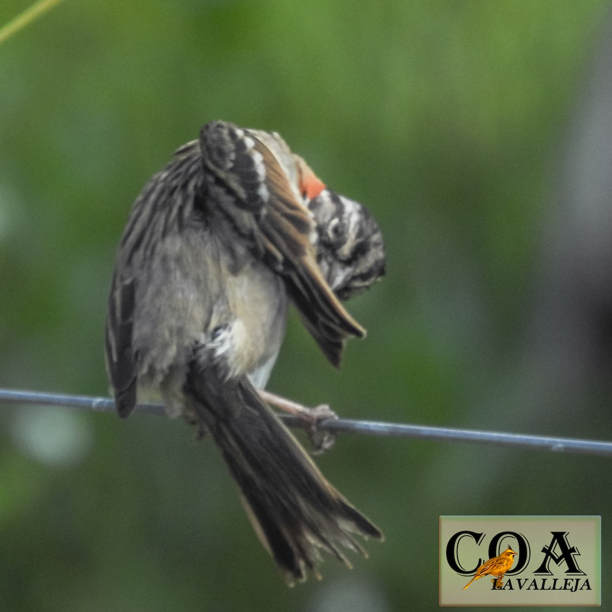 Rufous-collared Sparrow - ML119664131