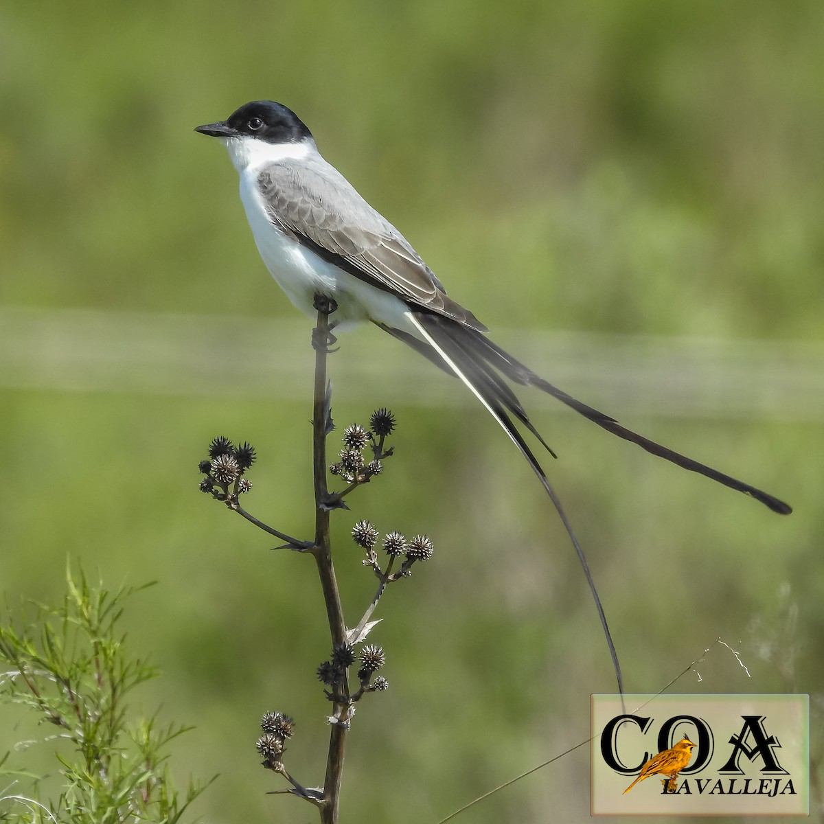 Fork-tailed Flycatcher - ML119664181