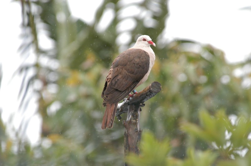 Pigeon rose - ML119664551