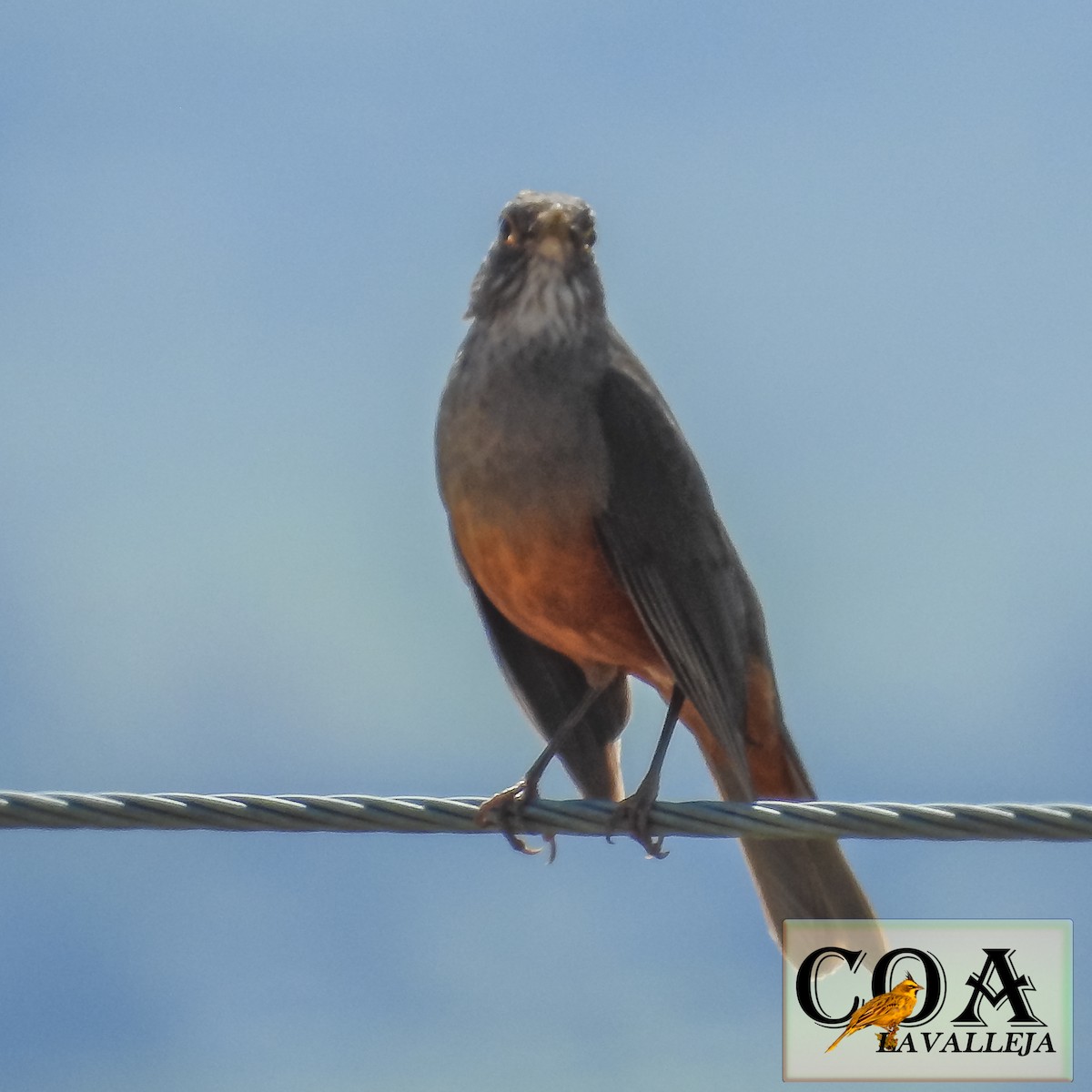 Rufous-bellied Thrush - ML119664681