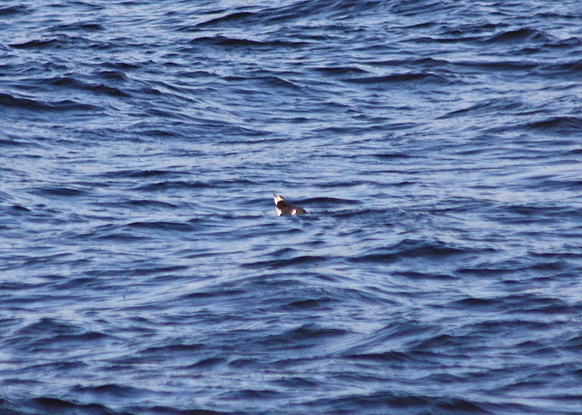 Common Murre - ML119665461