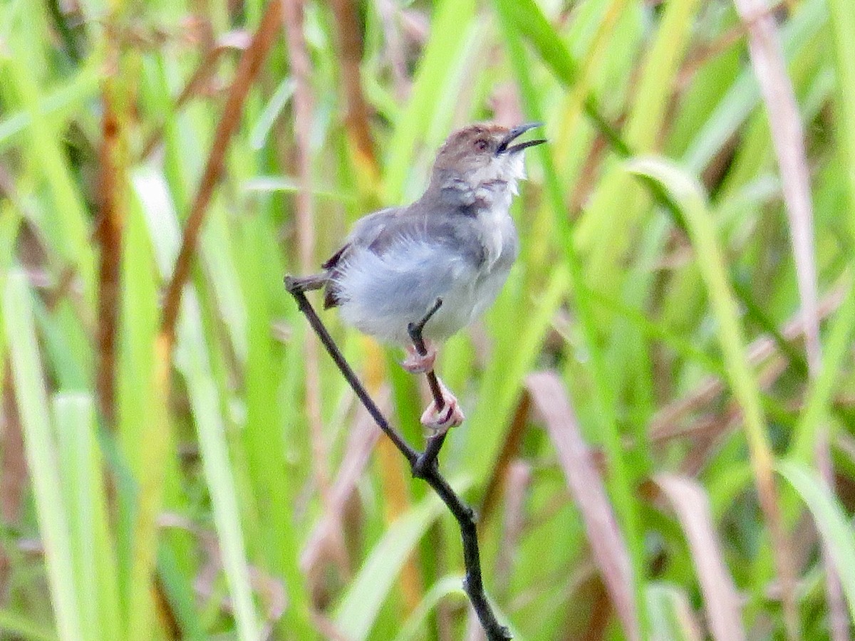 Chattering Cisticola - ML119665651